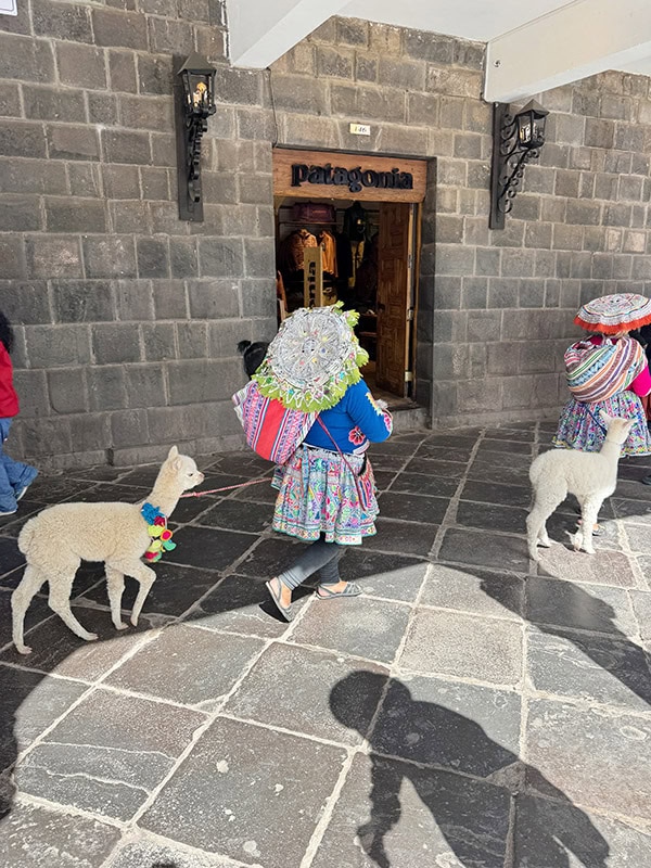 Peruvian Woman walking in traditional clothing with a baby alpaca behind her in Cusco Peru